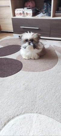Shih -tzu