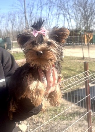 Yorkshire terrier