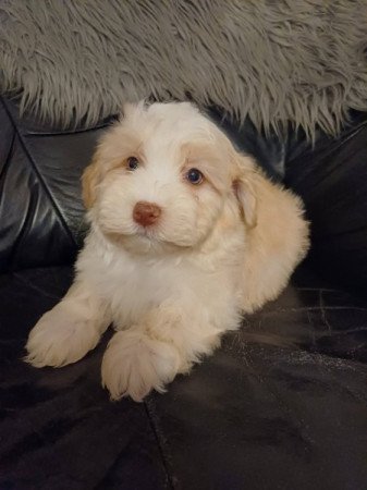 bichon havanese