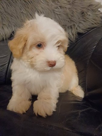 bichon havanese