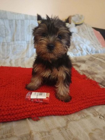 Yorkshire terrier