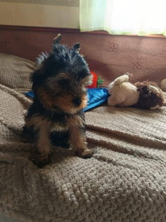 Yorkshire terrier