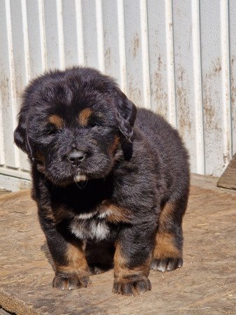 Tibeti masztiff kiskutya eladó