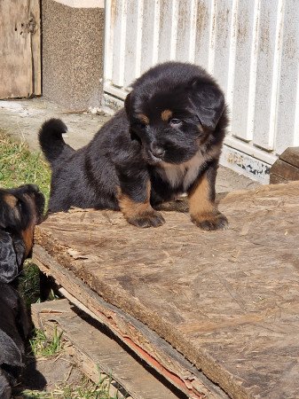 Tibeti masztiff kiskutya eladó