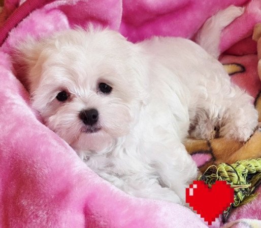 Bichon Havanese