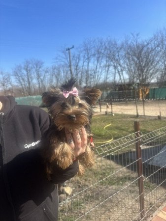 Yorkshire terrier