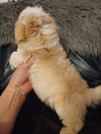 bichon havanese