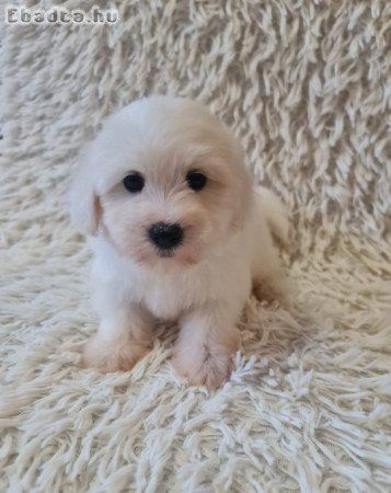 Coton De Tulear