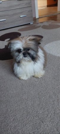 Shih -tzu