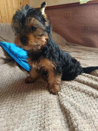 Yorkshire terrier