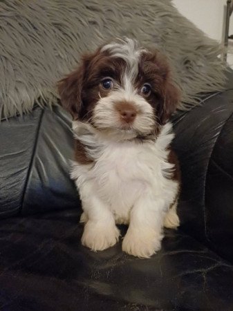 bichon havanese