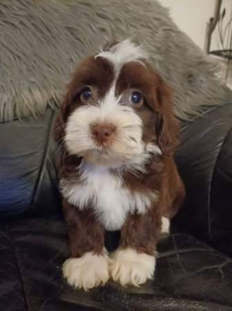 bichon havanese