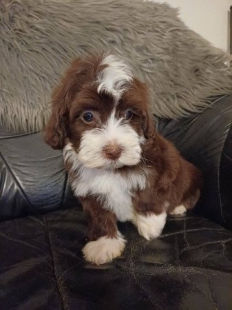 bichon havanese