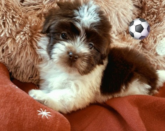 Bichon havanese