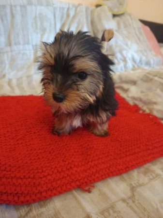 Yorkshire terrier