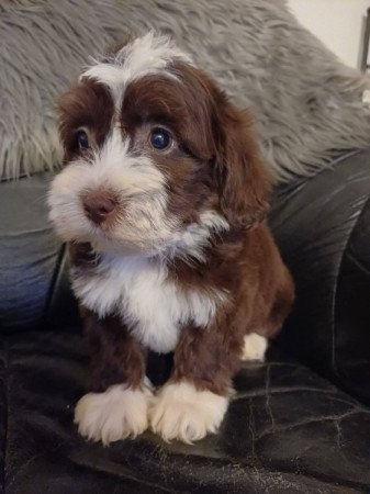 bichon havanese