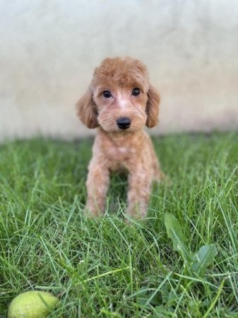 Maltipoo maltai es uszkar