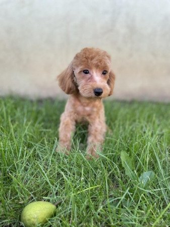 Maltipoo maltai es uszkar