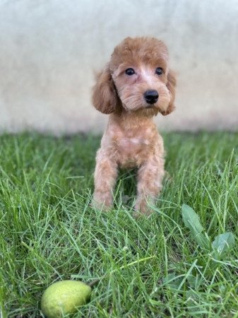 Maltipoo maltai es uszkar