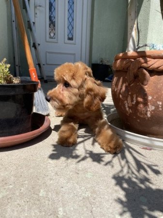 Maltipoo maltai es uszkar