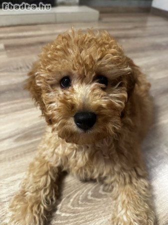 Apricot törpe uszkár