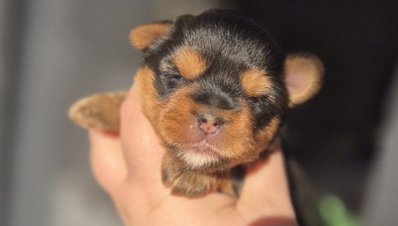 Yorkshire terrier