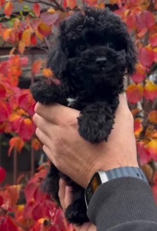 Máltai+uszkár=Maltipoo havanese bichon