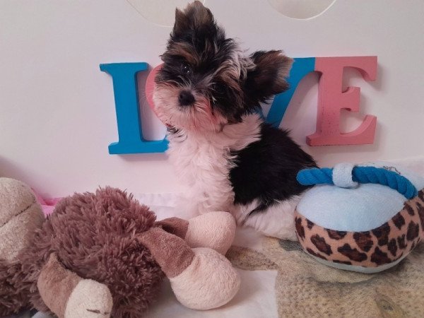 Biewer Yorkshire terrier