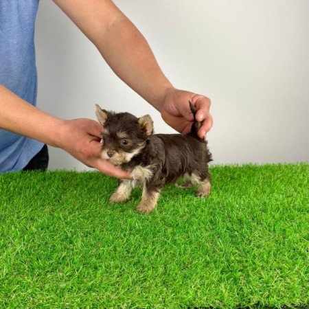 Yorkshire terrier