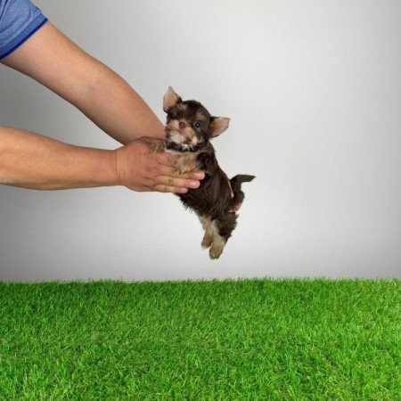 Yorkshire terrier