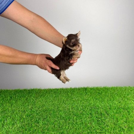 Yorkshire terrier