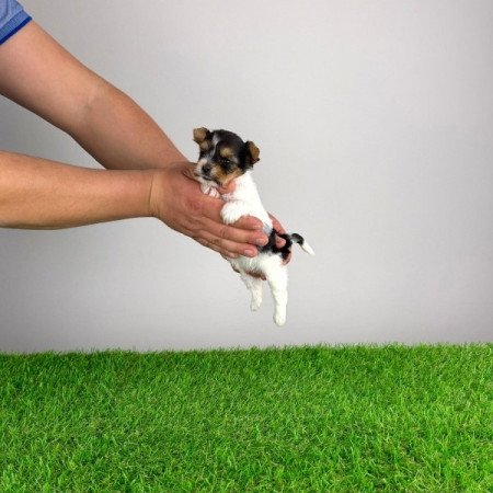 Biewer Yorkshire terrier