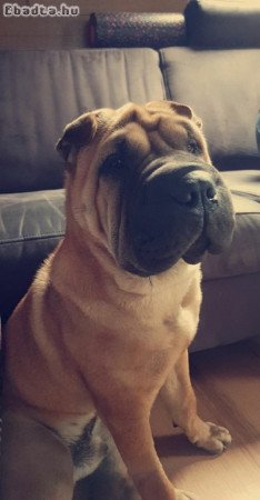 Shar pei kiskutyák