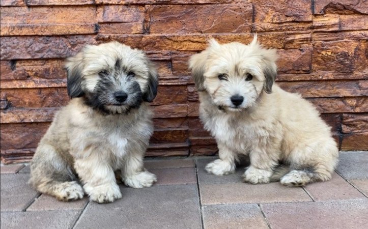 Bichon Havanese