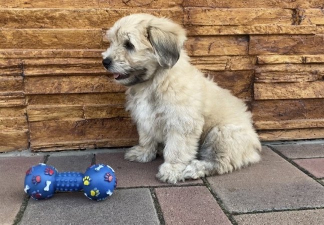 Bichon Havanese