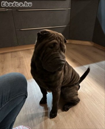 Shar pei kiskutyák