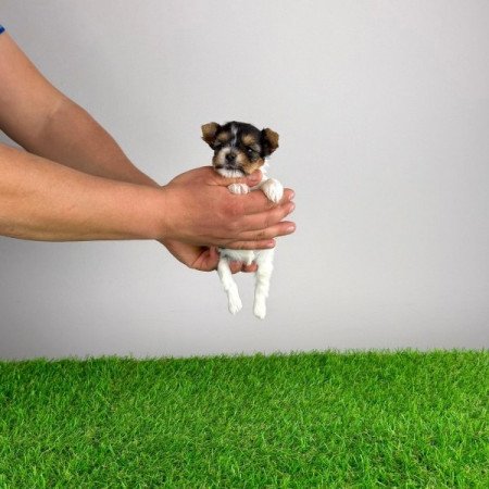 Biewer Yorkshire terrier