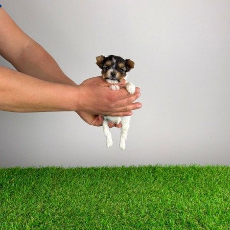 Biewer Yorkshire terrier