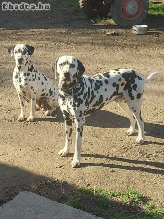 Dalmata kiskutyák gazdisodnának