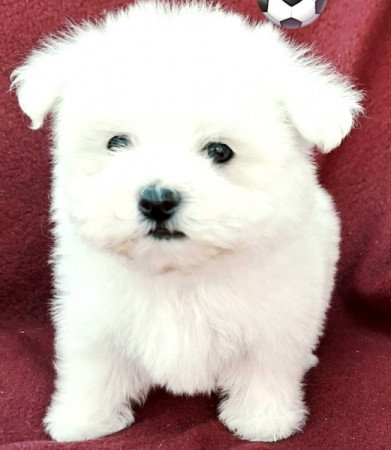 Bichon havanese
