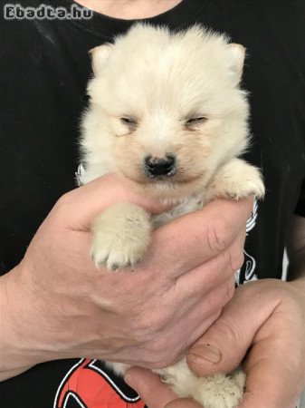 Eladók, foglalhatók Spicc, Spitz kiskutyák!