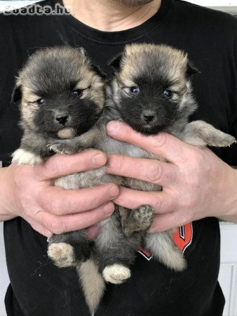 Foglalhatóak,tündéri Spicc, Spitz kutyusok!