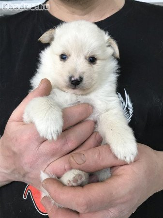 Foglalhatóak,tündéri Spicc, Spitz kutyusok!
