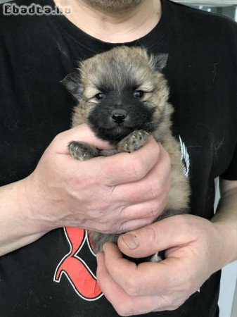 Eladók, foglalhatók Spicc, Spitz  kiskutyák!