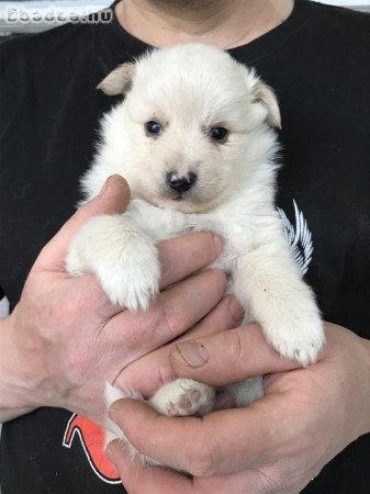 Eladók, foglalhatók Spicc, Spitz  kiskutyák!