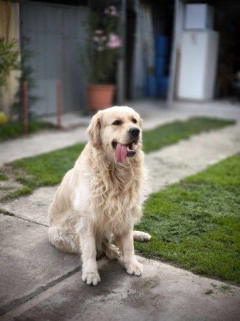 Golden Retriever