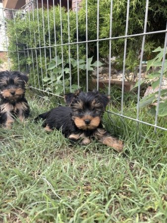 Yorkshire terrier