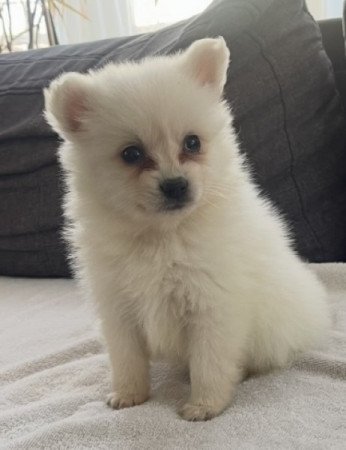 Pomerániai Törpe Spitz