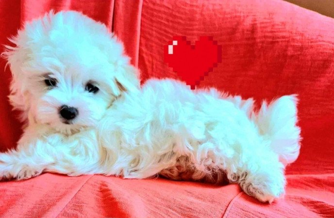 Bichon havanese