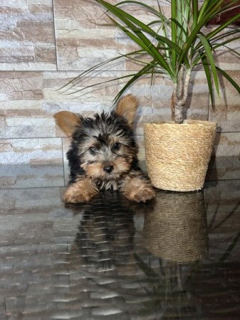 Yorkshire Terrier